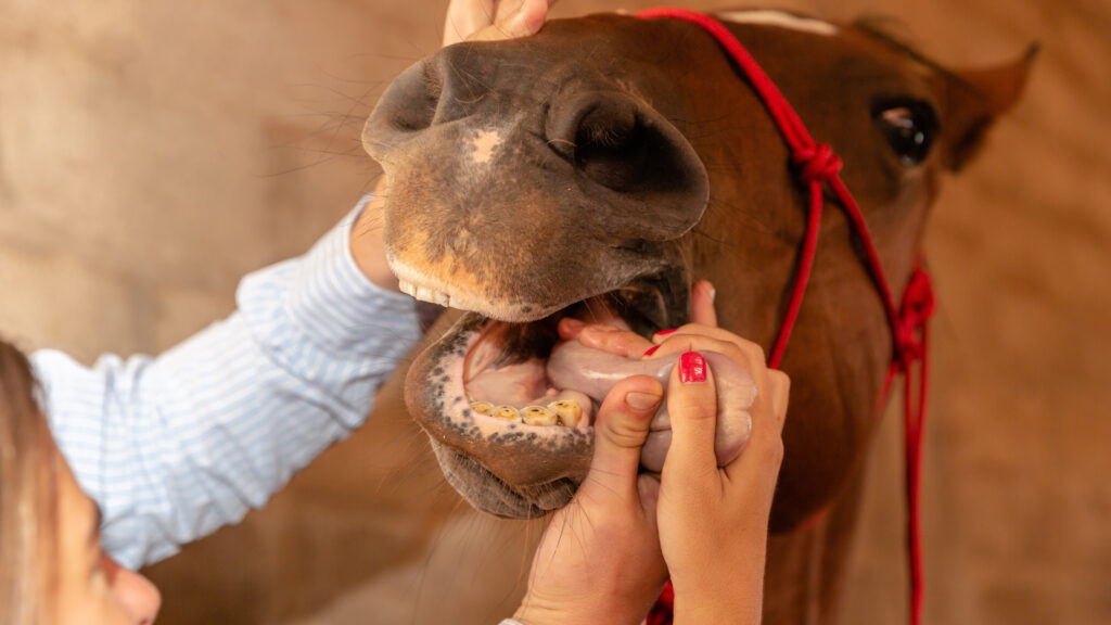 Uitgelichte afbeelding van OVT sessie