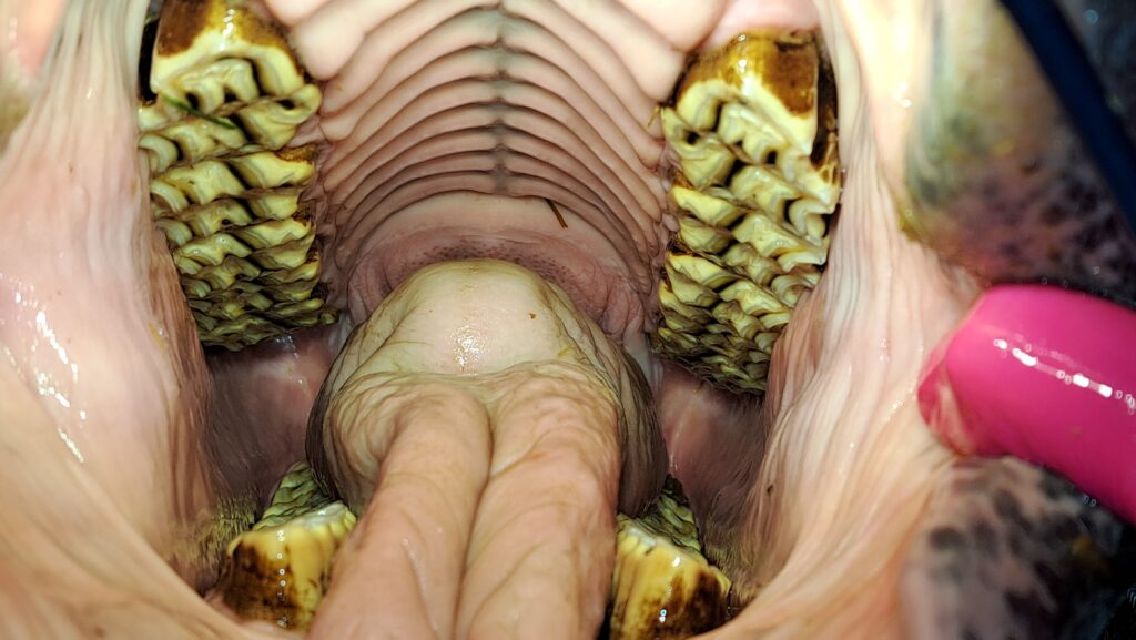 uitgelichte afbeelding van ovt sessie