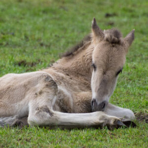 Diarree bij het veulen