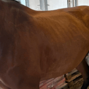 Inflammatoire darmziekten