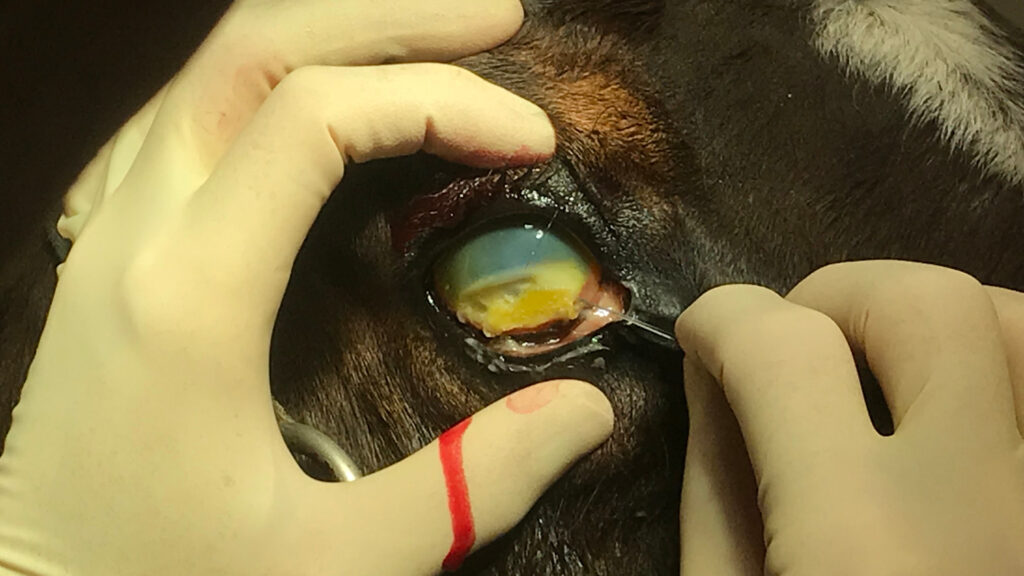 Uitgelichte afbeelding van OVT sessie