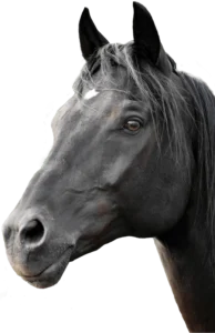 afbeelding van Online Vet Training Paard lesgever Kim Roels