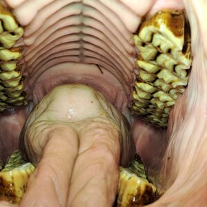 Hot topic in de tandheelkunde