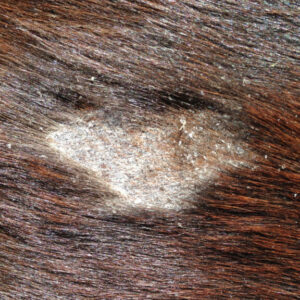 Meest voorkomende dermatosen