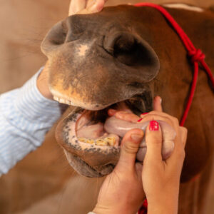 Hot topic in de tandheelkunde