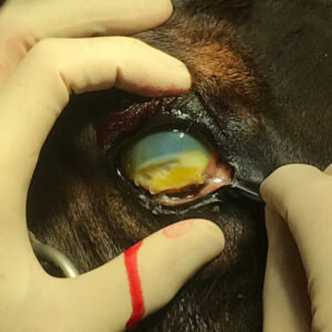 Oftalmologie in de praktijk