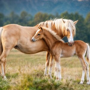 Tips & Tricks om de merrie toch drachtig te krijgen