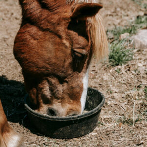 Voeding van het zieke paard