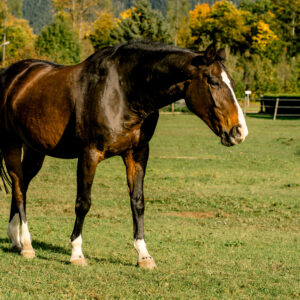 Neurologie bij het paard