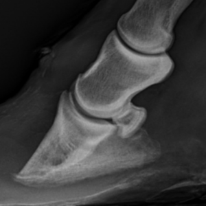 Klinische cases - radiografie bij het paard