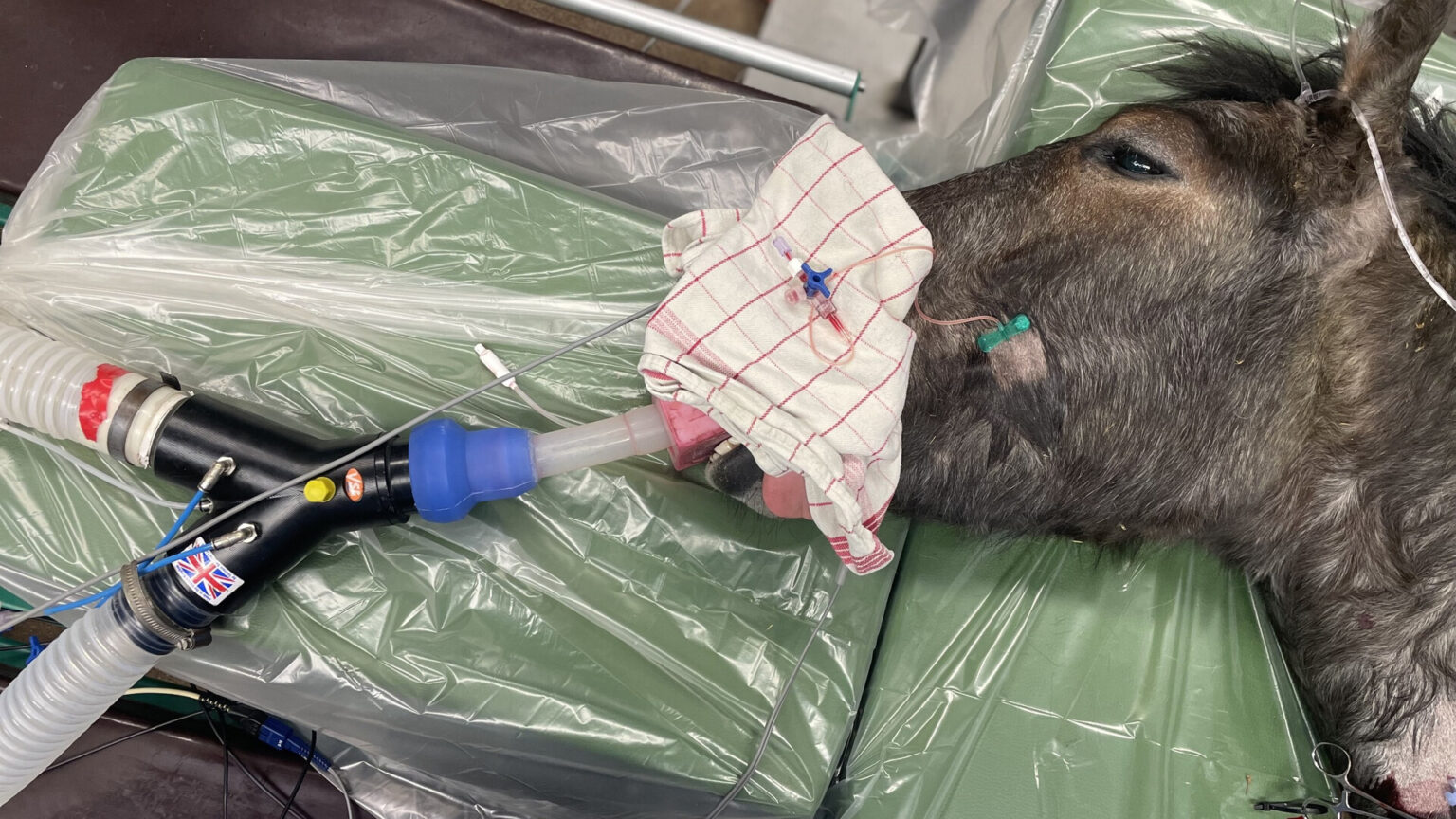 Practical Equine Anesthesia - Online Vet Training Paard