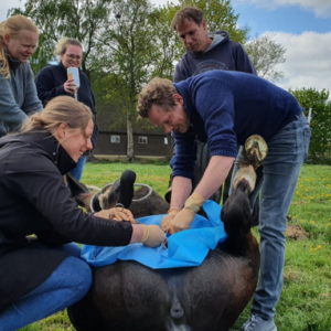 Castratie in de praktijk
