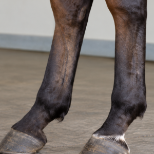 Laminitis: oorzaken, diagnose en behandeling