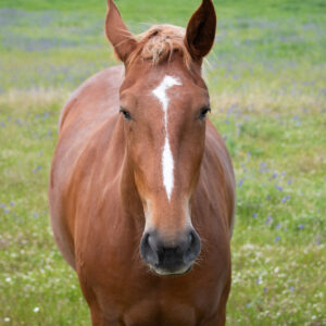 Endometritis